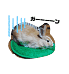 うさぎの若3（個別スタンプ：13）