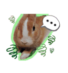 うさぎの若3（個別スタンプ：15）