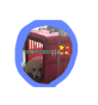 マルオ cute dog（個別スタンプ：2）