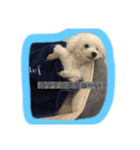 マルオ cute dog（個別スタンプ：3）
