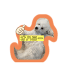 マルオ cute dog（個別スタンプ：5）