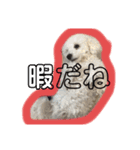 マルオ cute dog（個別スタンプ：6）