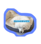 マルオ cute dog（個別スタンプ：7）