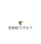 柴犬 tinyユッズ2（個別スタンプ：1）