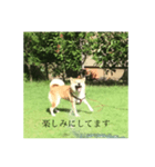 柴犬 tinyユッズ2（個別スタンプ：3）