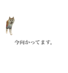 柴犬 tinyユッズ2（個別スタンプ：6）