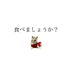 柴犬 tinyユッズ2（個別スタンプ：8）