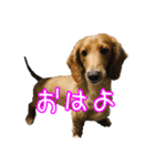 私たちのワンコ（個別スタンプ：1）