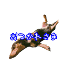 私たちのワンコ（個別スタンプ：2）