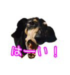 私たちのワンコ（個別スタンプ：4）