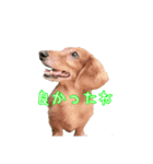 私たちのワンコ（個別スタンプ：5）