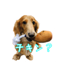 私たちのワンコ（個別スタンプ：7）