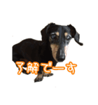 私たちのワンコ（個別スタンプ：8）