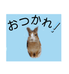 うさぎの若2（個別スタンプ：11）
