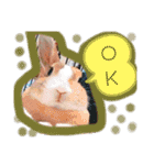 うさぎの若2（個別スタンプ：13）