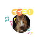 うさぎの若2（個別スタンプ：14）