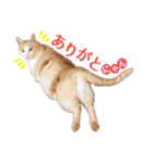 IT戦士のための猫スタンプ（個別スタンプ：1）