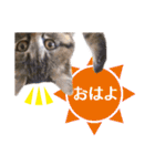IT戦士のための猫スタンプ（個別スタンプ：2）