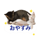 IT戦士のための猫スタンプ（個別スタンプ：3）