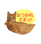 IT戦士のための猫スタンプ（個別スタンプ：4）