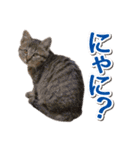 IT戦士のための猫スタンプ（個別スタンプ：6）