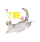 IT戦士のための猫スタンプ（個別スタンプ：7）