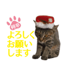 IT戦士のための猫スタンプ（個別スタンプ：8）