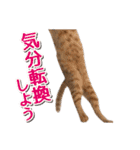 IT戦士のための猫スタンプ（個別スタンプ：9）