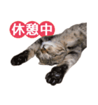 IT戦士のための猫スタンプ（個別スタンプ：10）