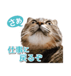 IT戦士のための猫スタンプ（個別スタンプ：11）
