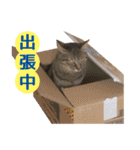 IT戦士のための猫スタンプ（個別スタンプ：12）