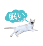 IT戦士のための猫スタンプ（個別スタンプ：13）