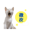 IT戦士のための猫スタンプ（個別スタンプ：14）