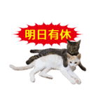 IT戦士のための猫スタンプ（個別スタンプ：15）