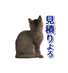 IT戦士のための猫スタンプ（個別スタンプ：16）
