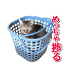 IT戦士のための猫スタンプ（個別スタンプ：17）