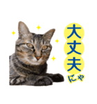 IT戦士のための猫スタンプ（個別スタンプ：19）