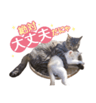 IT戦士のための猫スタンプ（個別スタンプ：21）