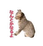 IT戦士のための猫スタンプ（個別スタンプ：22）