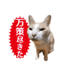 IT戦士のための猫スタンプ（個別スタンプ：24）