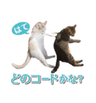 IT戦士のための猫スタンプ（個別スタンプ：25）