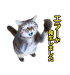 IT戦士のための猫スタンプ（個別スタンプ：26）