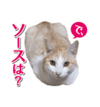 IT戦士のための猫スタンプ（個別スタンプ：27）