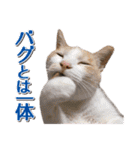 IT戦士のための猫スタンプ（個別スタンプ：28）