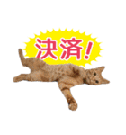 IT戦士のための猫スタンプ（個別スタンプ：29）