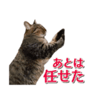IT戦士のための猫スタンプ（個別スタンプ：31）