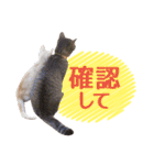IT戦士のための猫スタンプ（個別スタンプ：33）
