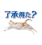 IT戦士のための猫スタンプ（個別スタンプ：34）