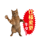 IT戦士のための猫スタンプ（個別スタンプ：35）
