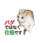 IT戦士のための猫スタンプ（個別スタンプ：36）